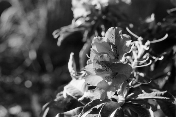 A black and white macro photo of a flower. I have no idea what it is as I'm botanically illiterate.