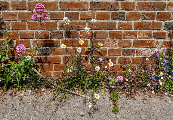 #6
From left to right - pink valerian, tiny white daisies, and tiny campanula growing in clumps out of an old, weathered, garden wall in Brighton.