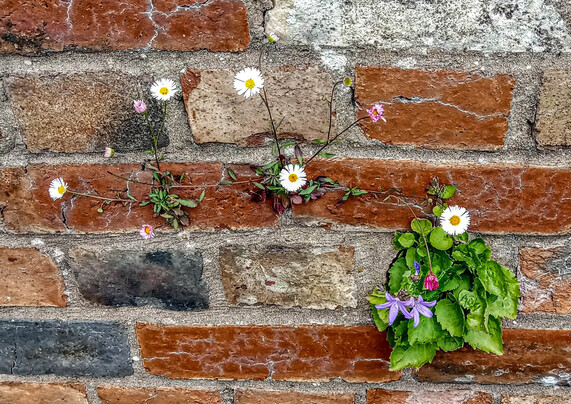 #5
Tiny white daisy flowers with yellow centres, growing in clumps out of the bricks of an old, weathered, garden wall in Brighton.