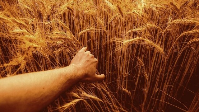 Hand grabbing stalks of grain.