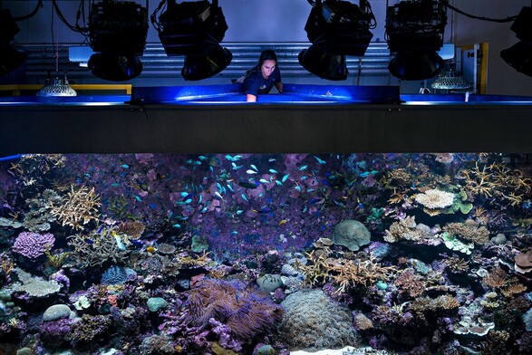Marine Mesocosms at the Australian Institute of Marine Science 
Source:

https://www.un.org/en/exhibits/exhibit/photography-for-sustainable-oceans
