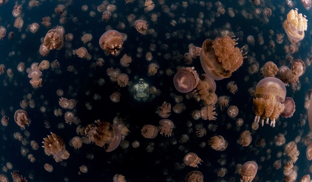 Jellyfish 
Source:

https://www.un.org/en/exhibits/exhibit/photography-for-sustainable-oceans