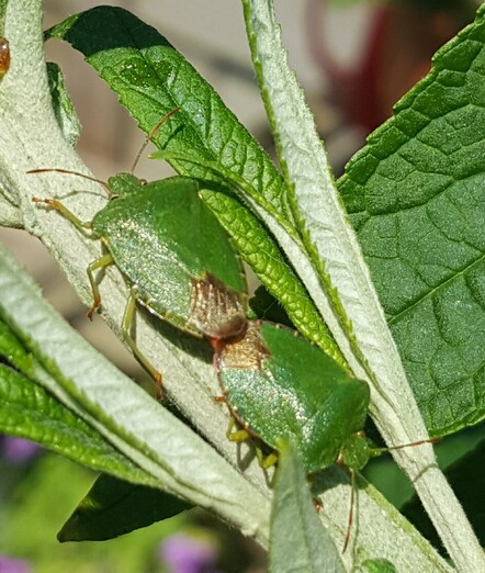 Groene Schildwantsen hebben het fijn in onze tuin.