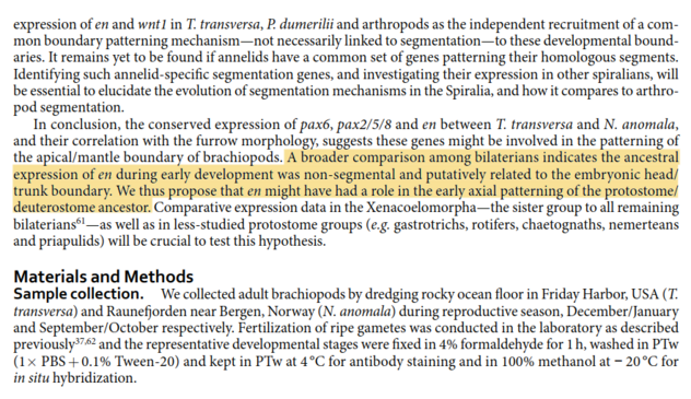 A broader comparison among bilaterians indicates the ancestral expression of engrailed during early development was non-segmental and putatively related to the embryonic head/trunk boundary. We thus propose that engrailed might have had a role in the early axial patterning of the protostome/deuterostome ancestor.