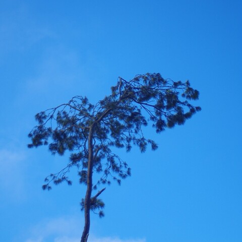 Fotografía de árbol tomada poco después del amanecer con cielo azul. Lente analógico 28mm M42 y cámara Pentax K50.