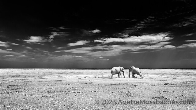 Black and white fine art photo print of 2 elephant bulls quenching their thirst at a waterhole in the desert of Africa.