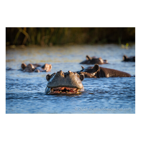A hippo in the water. It's head just above the water surface giving you a big smile. Its mouth is lit by the beautiful warm light of the African sunrise light.