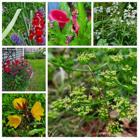 Collage of blooms from top left....

Snapdragons Calla lilyBeardtongue
Parsley (gone over to seed) Shrubrose
Evening Primrose