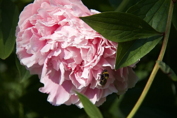A bee on a very pink Peony with deep green leaves.