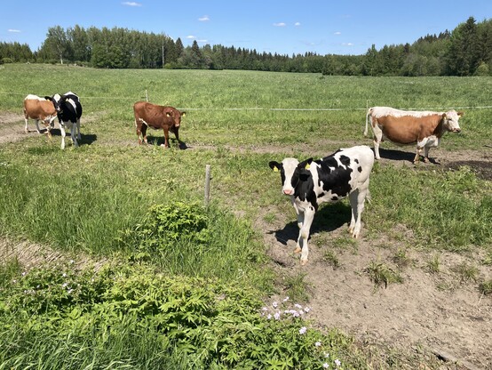 Lehmiä joenvarressa 