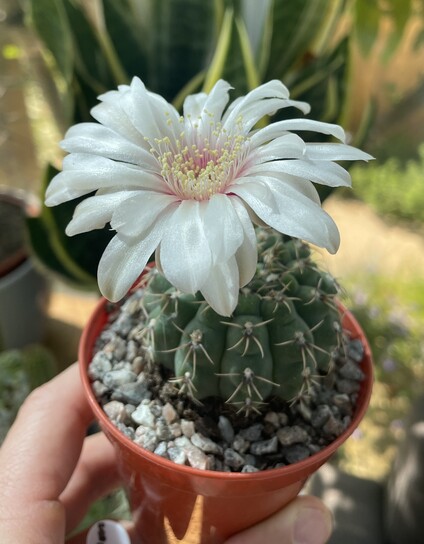Green cactus about the size of a squash ball, with a single large white flower nearly the same diameter, held aloft on a stalk about 5 cm tall. Petals are white and shiny with a pink-blushed centre around the cream and yellow anthers