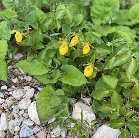 Yellow lady flippers on Mackinac Island, Michigan 