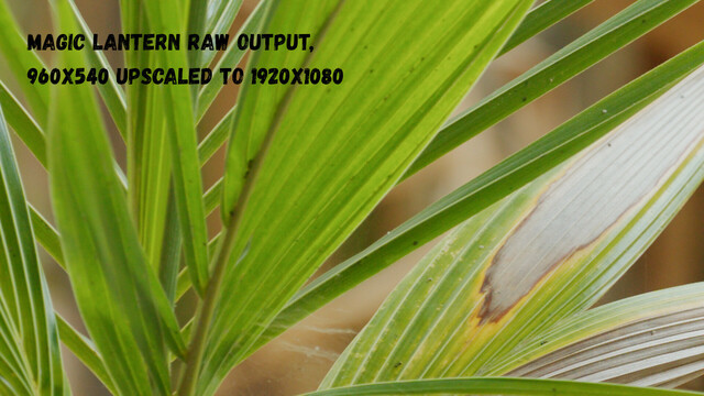 Another shot of the same palm tree, but this time with the RAW video produced by the Magic Lantern firmware. This image has greater clarity, and by proxy, more noise, but overall the lines are sharper. There's text in the top left, "MAGIC LANTERN RAW OUTPUT, 960X540 UPSCALED TO 1920X1080".