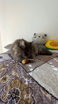 a cat playing with a toy