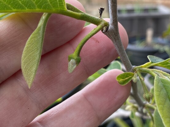 A tiny flower bud, about 1/4 inch in length, on a Gefner atemoya tree.