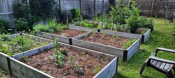 Six wooden raised garden beds with veggie seedlings - enclosed with wooden fence