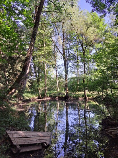 Ein kleiner Weiher im Wald. Die Bäume spiegeln sich auf der Wasseroberfläche.