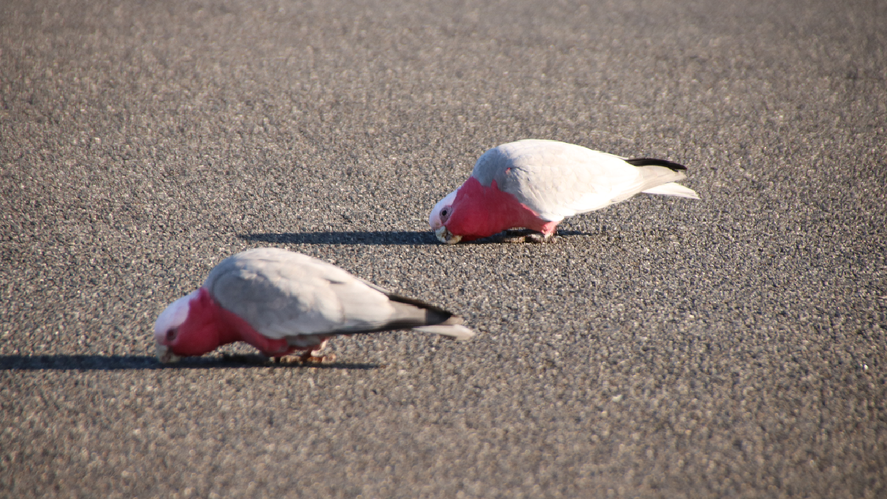 A pair of galahs attempting to eat a road (they moved back onto the grass after I'd passed)