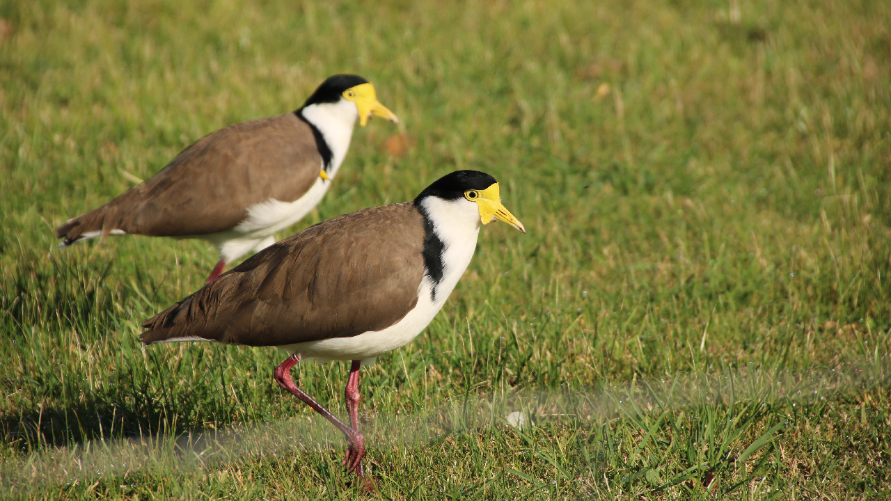 A pair of masked lapwings walking across some grass. The far one has its rage nippies out