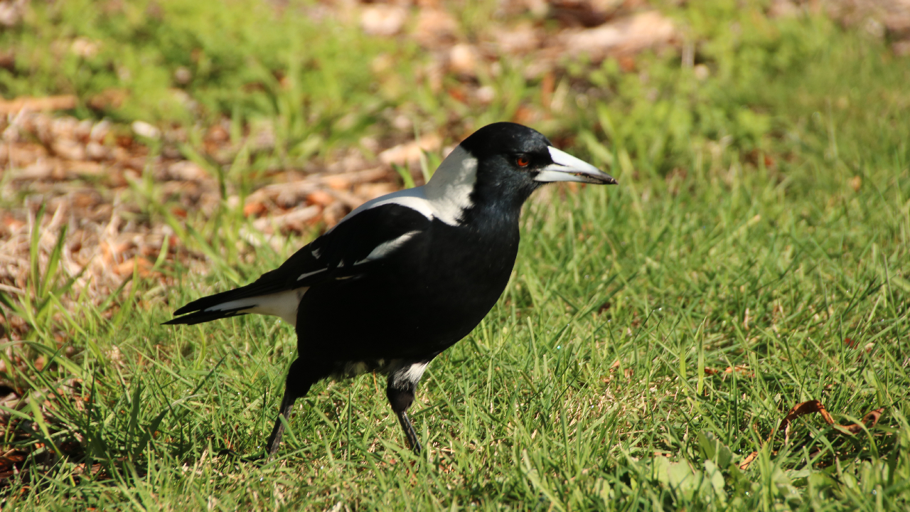 A male Australian magpie walks across some grass, foraging for insects