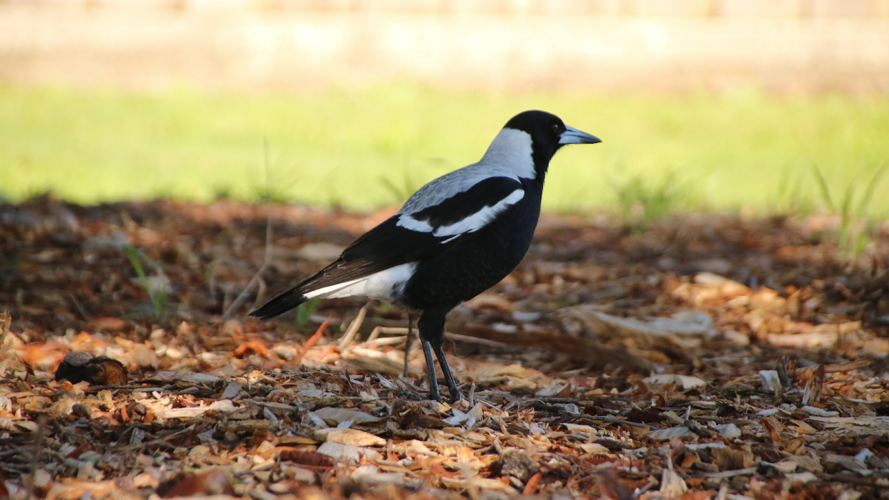 A female Australian magpie stands in the morning shade among some leaf litter