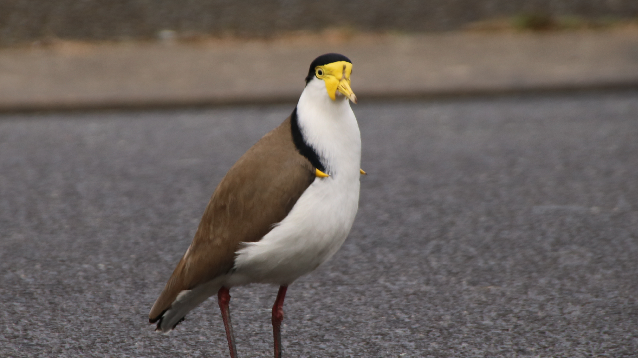 A masked lapwing stands on a street with its rage nippies poking out