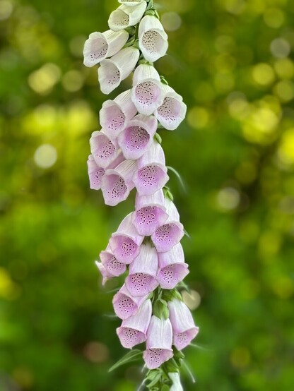 Detail of foxglove