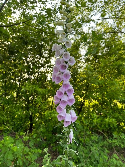 Foxglove