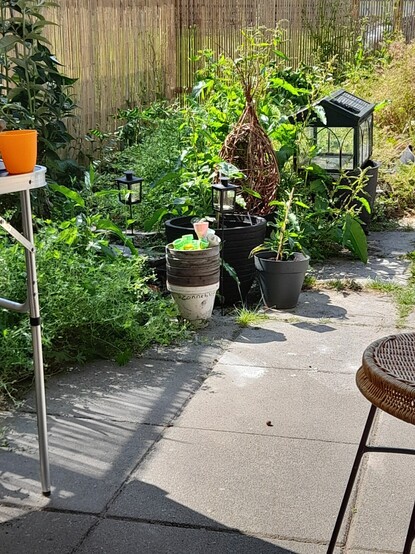 Foto van een deel van onze achtertuin.
Onderaan (vooraan op) de foto is een deel betegeld, daarachter is een hele hoop groen (wilde planten die hier vanzelf zijn gegroeid) en er staan een aantal bloempotten, een kasje en enkele andere (tuin)accessoires.
Achteraan een schutting van bamboe.
Linksonder een klein stukje van een campingtafeltje, rechtsonder een rieten zitting van een tuinstoel.