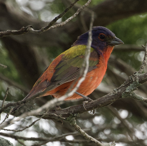 A photo of a male painted bunting perched on a branch.