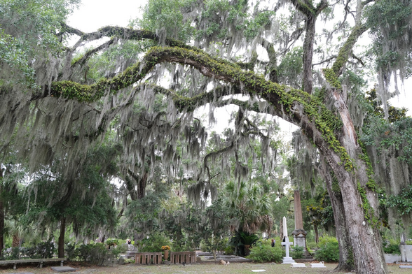A large moss covered oak tree with other trees around it