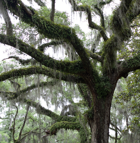 A photo of an oak tree’s trunk branching off. The branches are covered in moss.