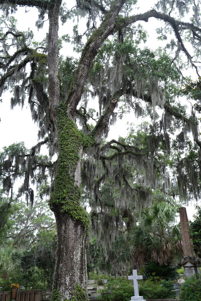 A photo of a moss covered oak tree trunk