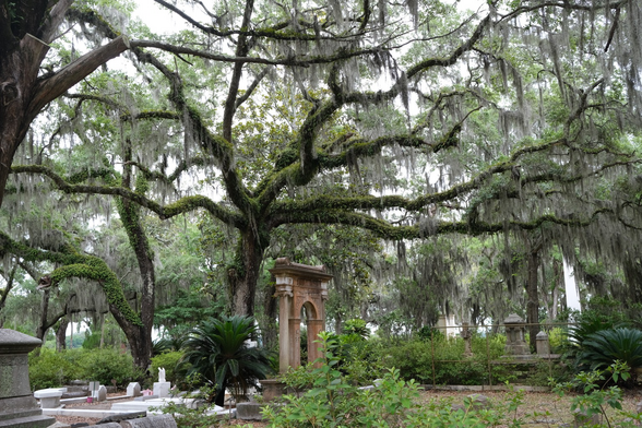 A photo of an old oak tree over a gravestone arch monument.