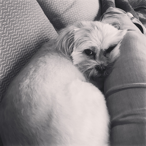 Photo of Lhasa Apso dog in my lap.