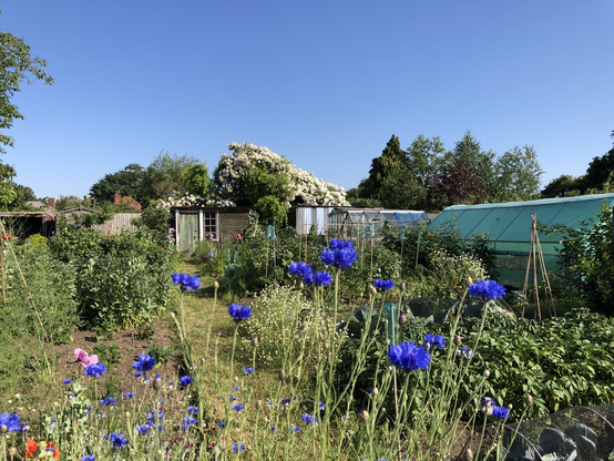 View down a grass path between allotment plots on a bright summer morning, with blue cornflowers in the foreground and a tree full of rambling rose blossom emerging behind an old wooden shed with a green door 