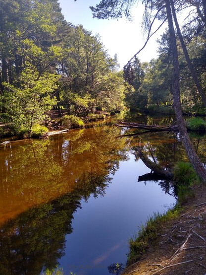 Trees reflecting in a still calm river in the sunshine.
