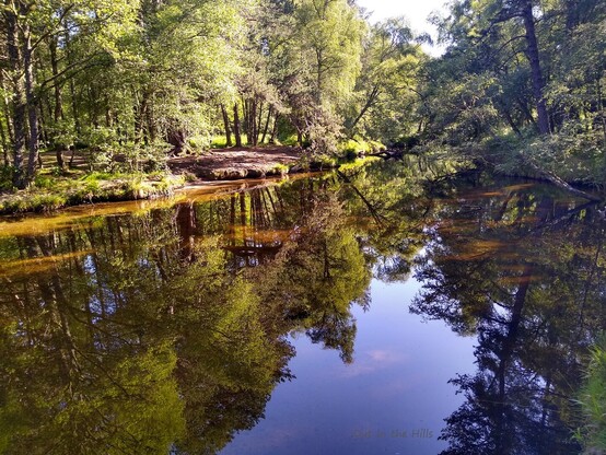 Trees reflecting in a still calm river in the sunshine.