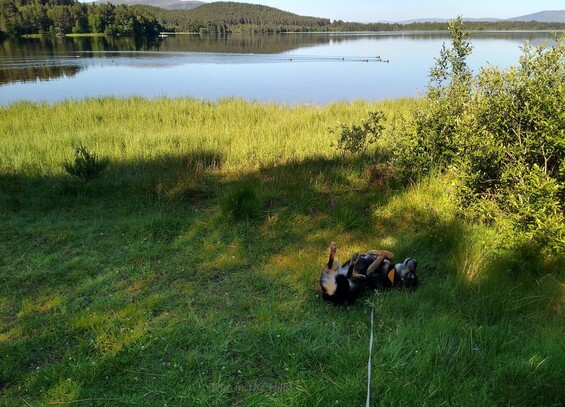 Moray the dog rolling on the grass in the shade in the foreground. A lake behind, a group of ducks swimming across it, a wooded shore in the distance.
