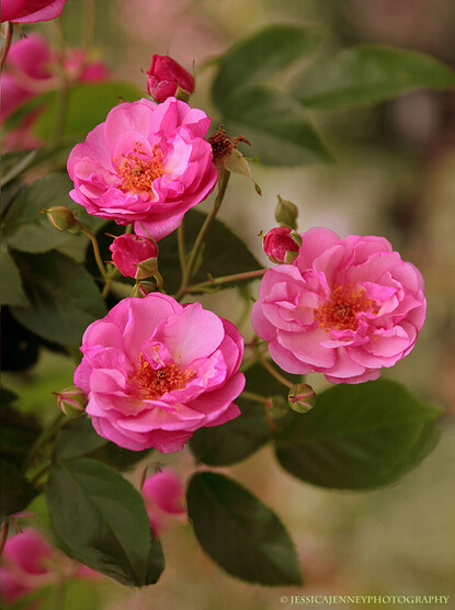 A beautiful collection of pink camellia roses in blooming in a garden in June.
By Jessica Jenney