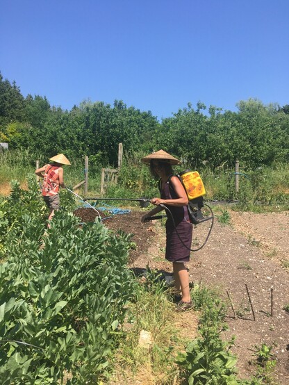 Two people working in a sunny garden