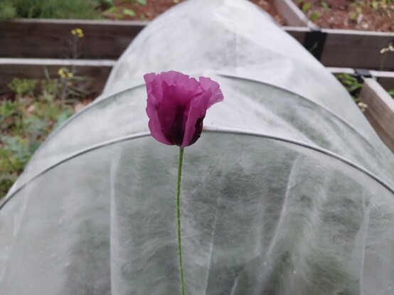 Single purple poppy bloom against white row cover protecting kales