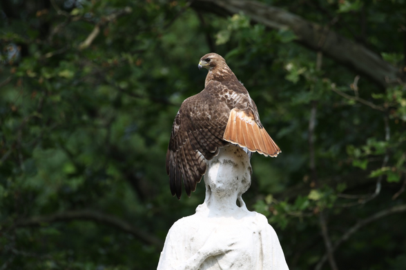 A photo of a red-tailed hawk perched on the head of a statue of a person.