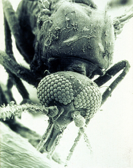 A scanning electron microscope view of a biting midgie with its proboscis biting something.
It's a giant dangerous alien monster.