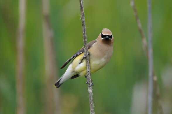 A Cedar Waxwing (a yellow and pale brown bird with a black mask) hanging on to a reed