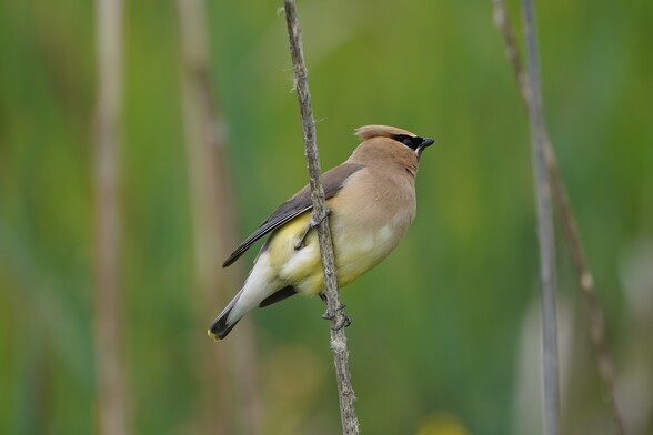 A Cedar Waxwing (a yellow and pale brown bird with a black mask) hanging on to a reed