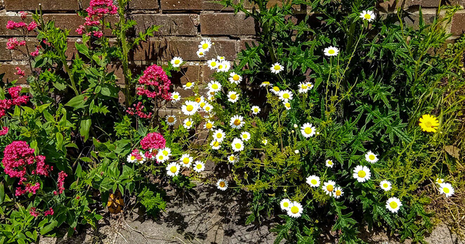 #7
From left to right - red/pink valerian, tiny white daisies, and a solitary yellow flower growing out of an old, weathered, garden wall in Brighton.