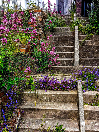 #8 red/pink valerian, foliage and tiny blue starflowers tumbling down and over old steps, with one tread covered in blue.