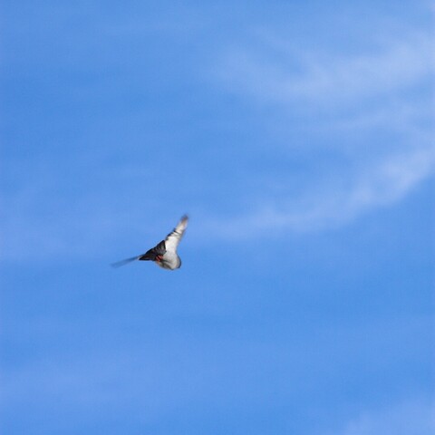 Ave sobrevolando hacia el cielo azul en busca que cosas por conocer.