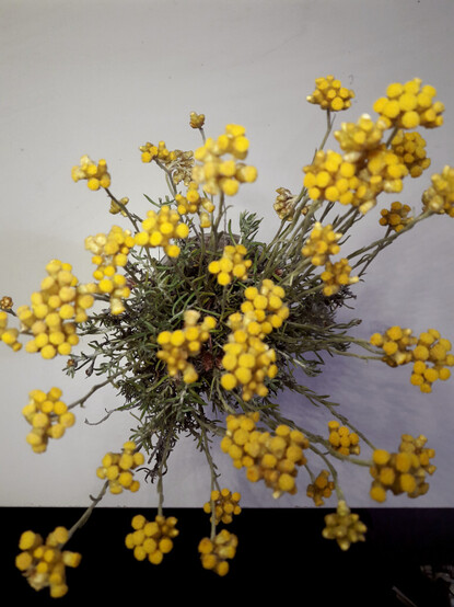 A small pot with a small plant showing small golden round flowers. Probably of the genus Helichrysum stoechas. Camera auto-focused on the plant rather than on the flowers.